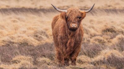 Schotse hooglander in het Drents Friese Wold