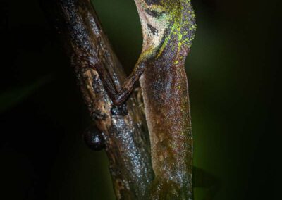 Sri Lankaanse kangoeroe hagedis