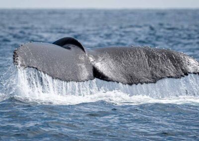 Staart van bultrug walvis