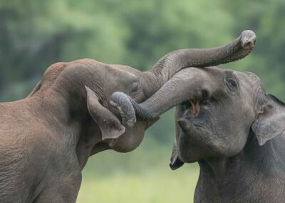 Twee Indische olifanten