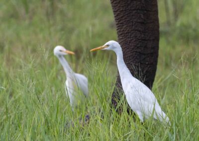 Twee koereigers