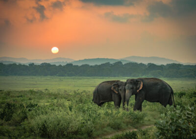 Twee wilde olifanten uit Sri Lanka spelen liefdevol in een grasveld onder een oranje zonsondergang.