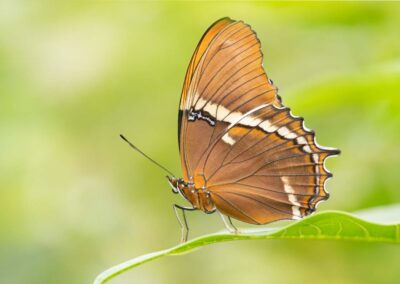 Vlinder op een groen blad