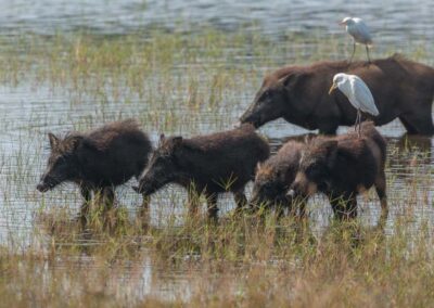 Wilde zwijnenfamilie drinkend bij het meer in het Wilpattu National Park.