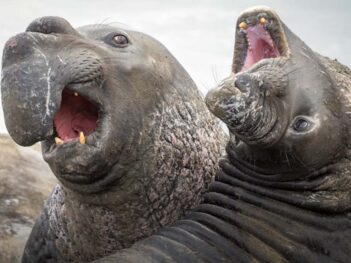 Fotoreis Californië: Ontdek de magie en wildlife van deze kust