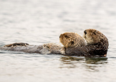 Zeeotter met jong