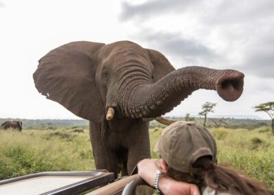 olifant komt even bij de auto kijken zimanga
