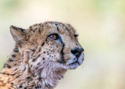 portret cheetah en jachtluipaard in zimanga