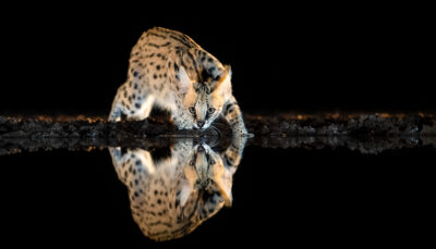 serval drinkt bij waterpoel bij een fotohut zimanga