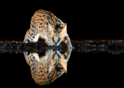 serval drinkt bij waterpoel bij een fotohut zimanga
