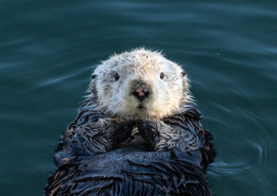 Close-up van een jonge zeeotter (Enhydra lutris) die in de oceaan voor de kust van Californië drijft en rechtstreeks naar de camera kijkt.