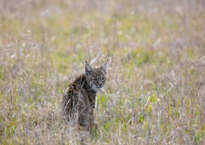 Een prachtige lynx zit in het gras en kijkt naar de camera voor een portret.