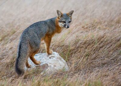 Een zeldzame, wilde eilandvos op zoek naar voedsel op Santa Rosa Island in het Nationaal Park Channel Islands.