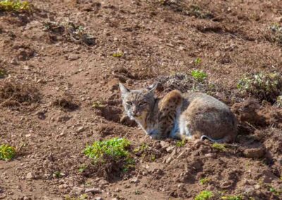 Jonge lynx in een park in Californië