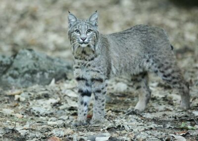 Lynx op jacht, (Lynx rufus), Californië, Yosemite National Park