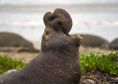 Portret van een grote mannelijke zeeolifant. Zeeolifant met open mond. Drakes Beach, Californië.