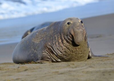 Volwassen zeeolifant met littekens op strand Californië