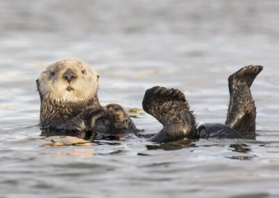 Witte Californische zeeotter zwevend op zijn rug, zijn flippers verwarmend, die in de lucht omhoog zijn.