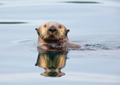 Zeeotter in water Californië