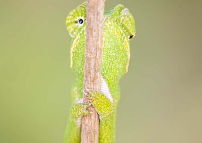Kameleon