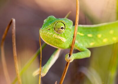 Kameleon Peloponessos in Griekenland