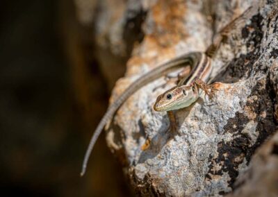 Peloponnesosmuurhagedis
