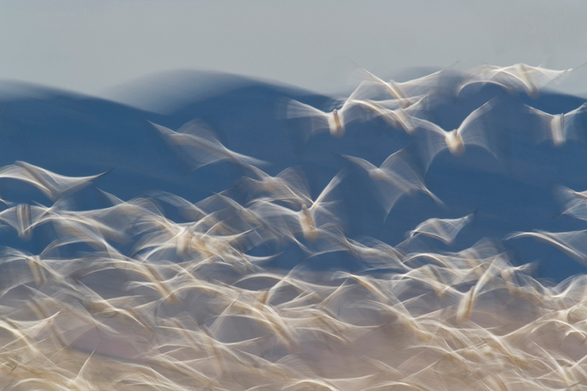 Snow-geese-blur_I6E4341-copy Foto van twee vissers gemaakt door reisfotograaf Johan Lolos