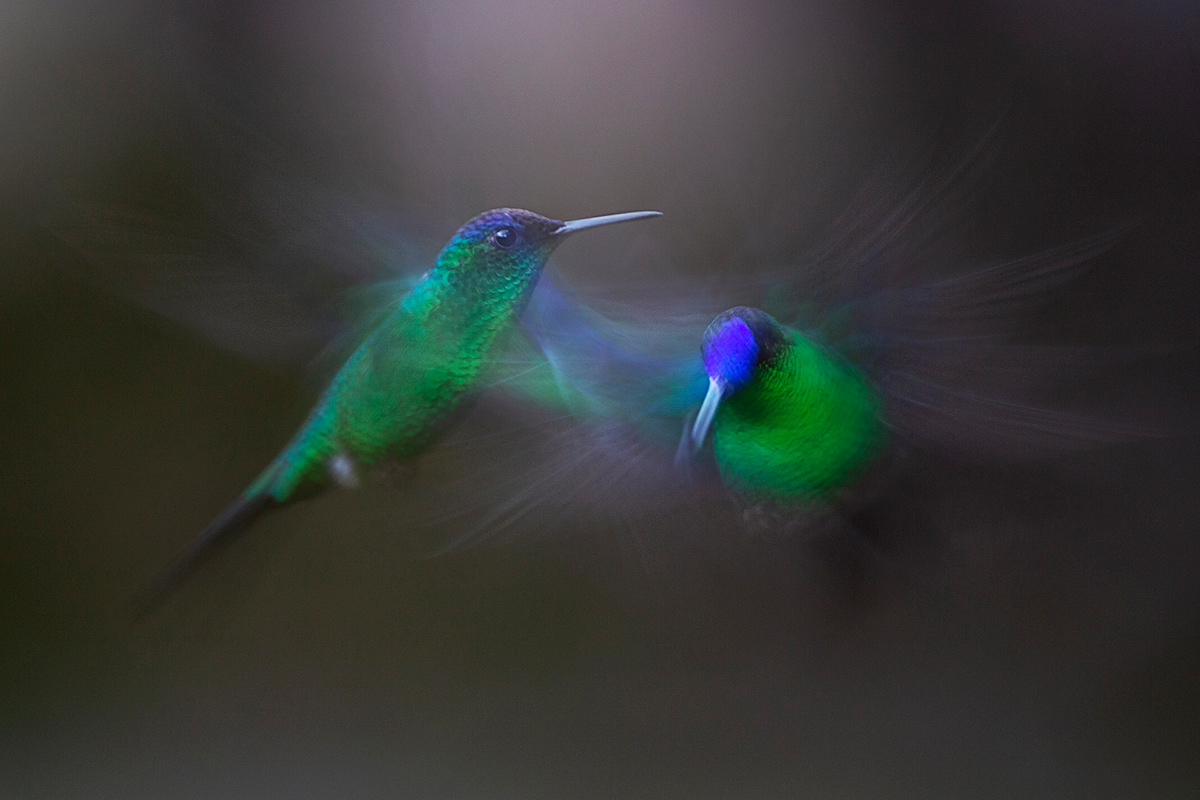 Translocation-hummingbirds Foto van boom in meer gemaakt door reisfotograaf Johan Lolos