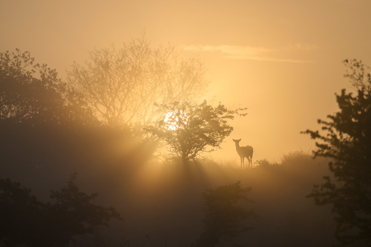 HC_109518_Andius_Teijgeler_Red_Deer_in_Oostvaardersveld