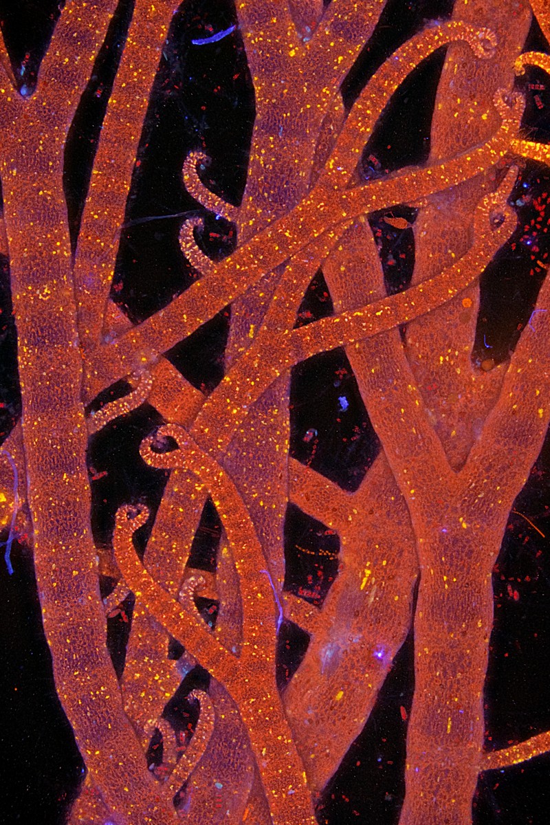 Highly commended 07_106424_Pal Hermansen_Pollen