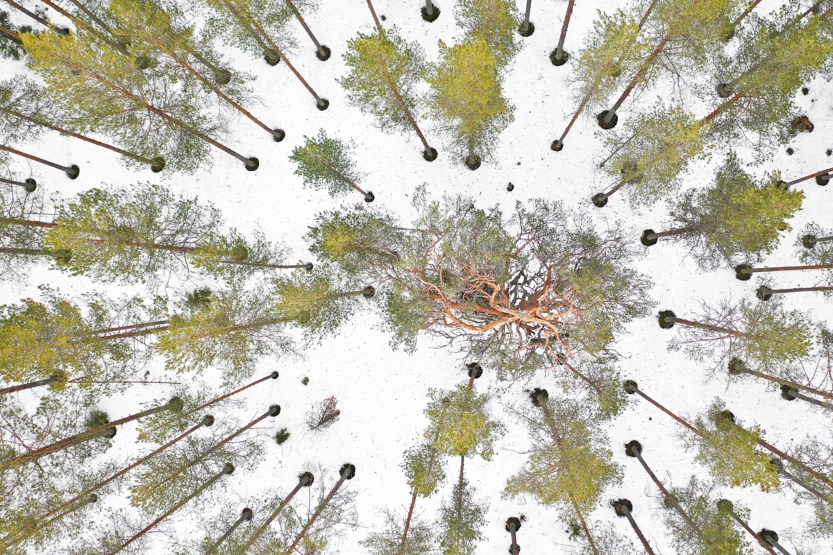 RU_111998_Kevin_DeVree_Enchanted Forest