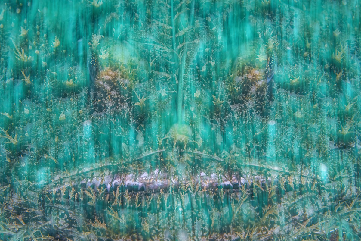 Highly commended_117418 JPG_Paul_Goldstein_Big Blue