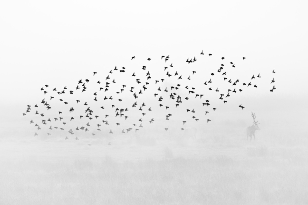 89552_David_Gibbon_Caught_In_A_Blizzard