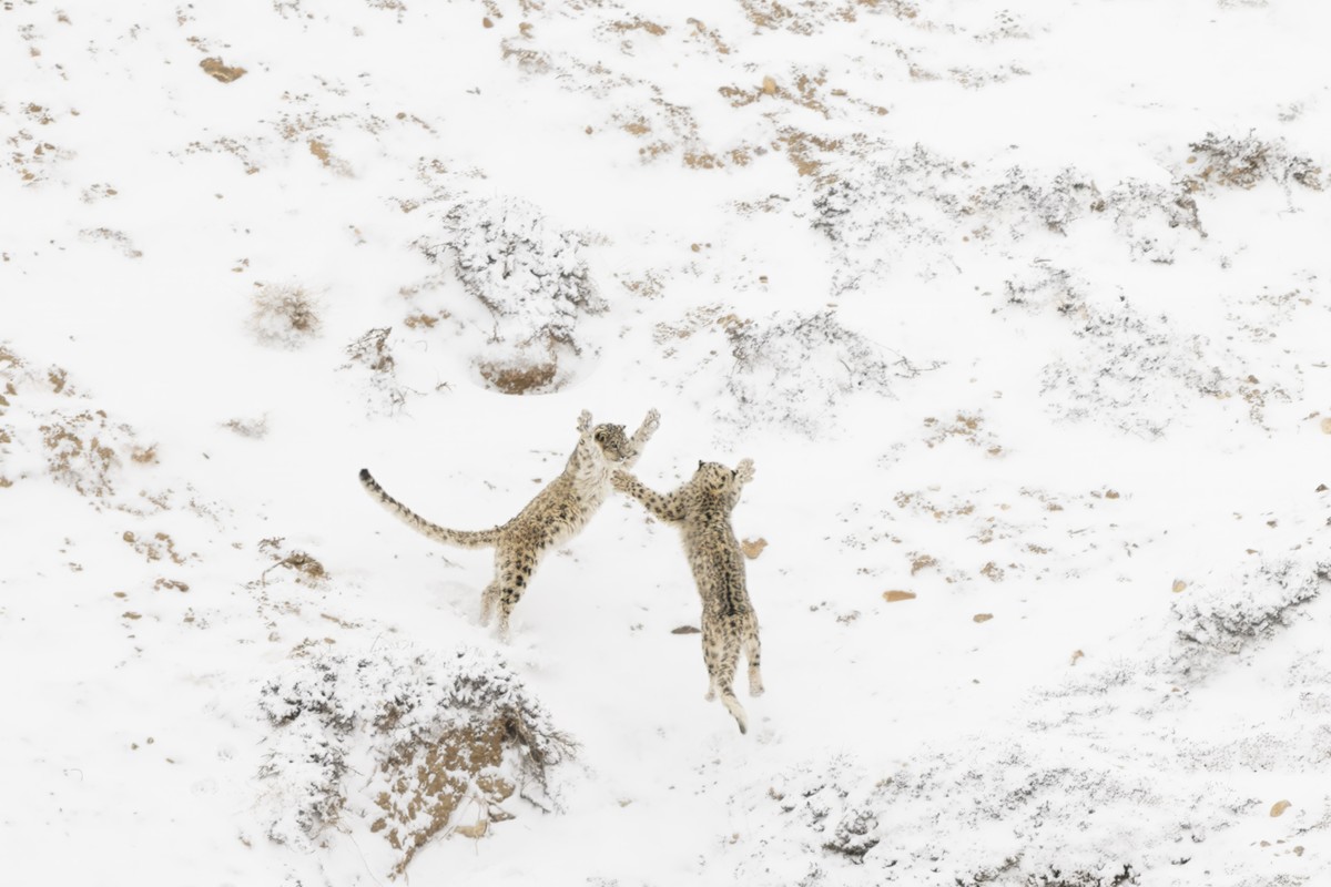 NPOTY photo contest 2024-Games between siblings-Paolo Della Rocca-Winner-C2 Mammals