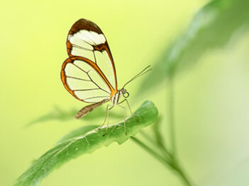 Macrofotografie workshop vlindertuin Junglepark Pantropica