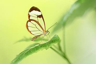 Macrofotografie workshop vlindertuin Junglepark Pantropica