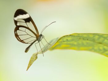 Macrofotografie workshop vlindertuin Junglepark Pantropica