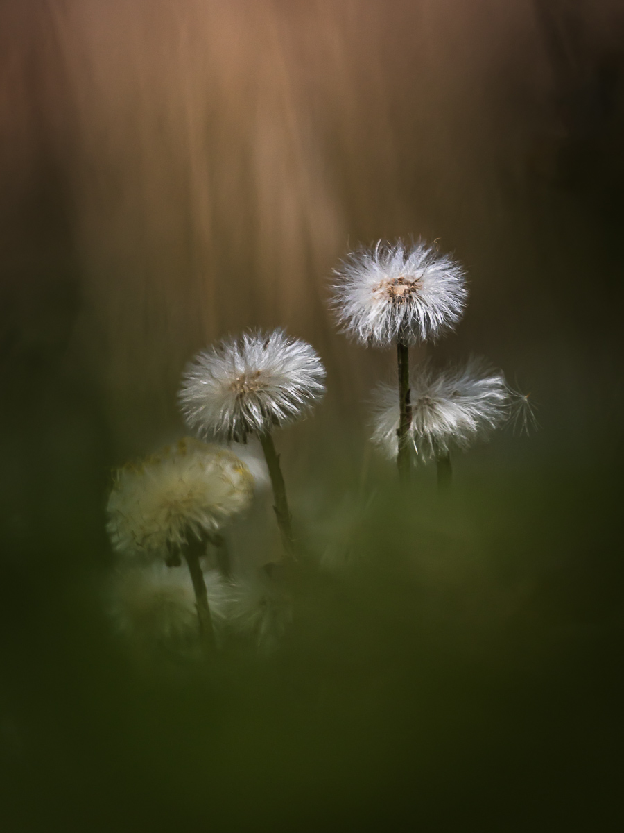 Vervagen als een bloem Ester van Gemert