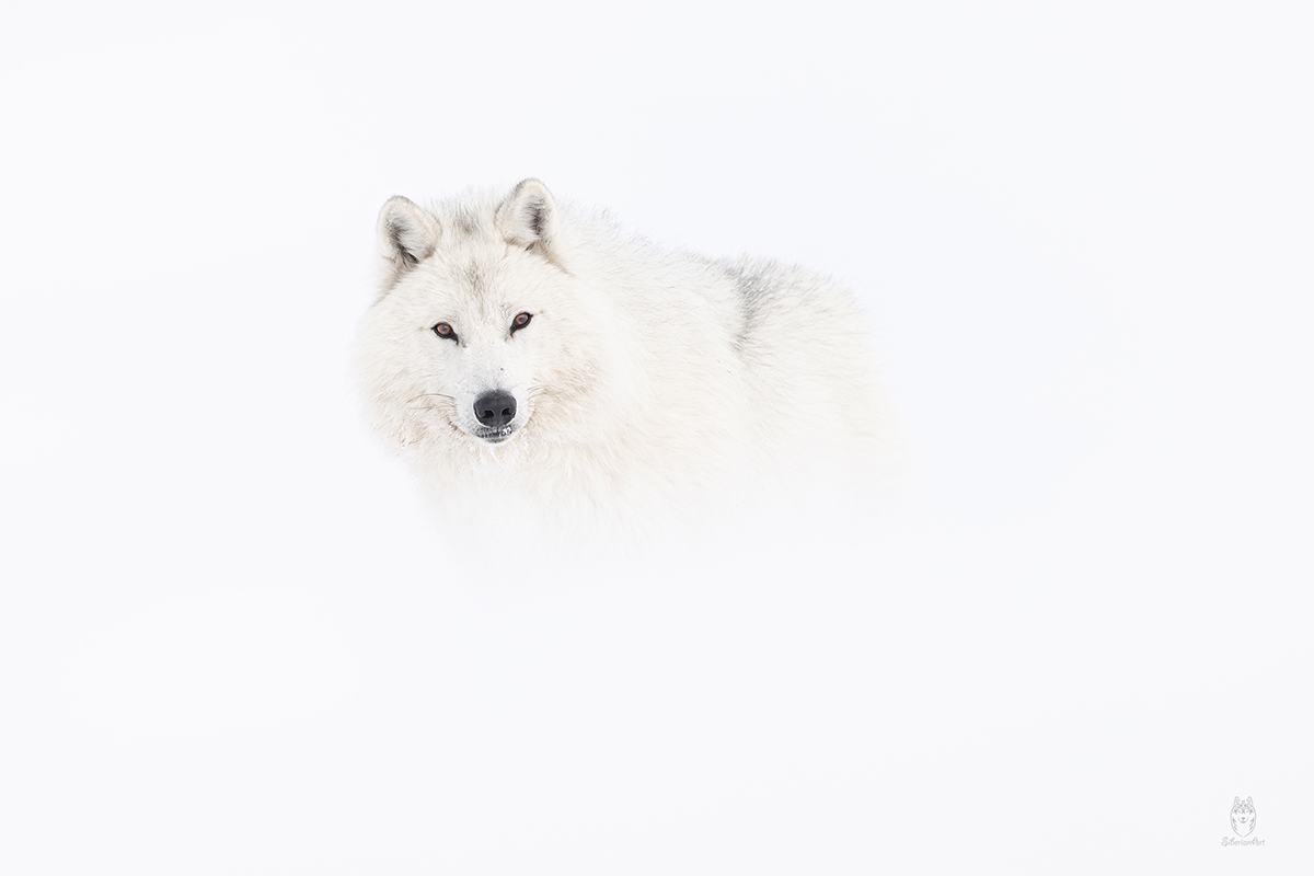 Amit Eshel-Nature-Talks-Photo-Festival-2025-Arctic_wolves Foto van kano in groen water gemaakt door reisfotograaf Johan Lolos