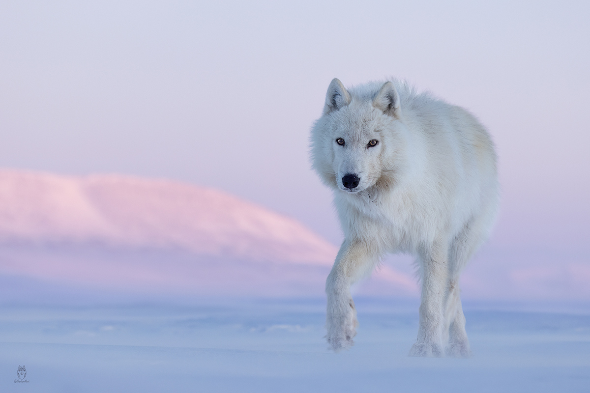 Amit Eshel-Nature-Talks-Photo-Festival-2025-Arctic_wolves3 Foto van de besneeuwde bergtoppen gemaakt door reisfotograaf Johan Lolos