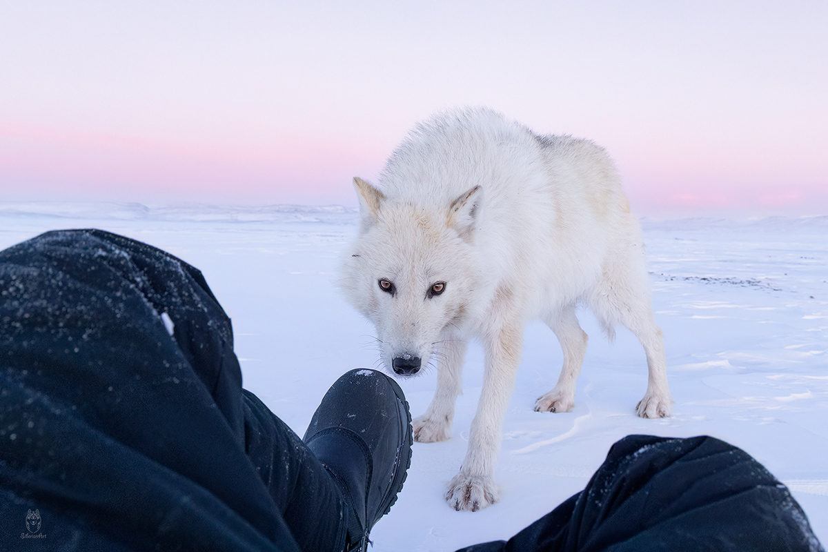 Amit Eshel-Nature-Talks-Photo-Festival-2025-Arctic_wolves4 Foto van de besneeuwde bergtoppen gemaakt door reisfotograaf Johan Lolos
