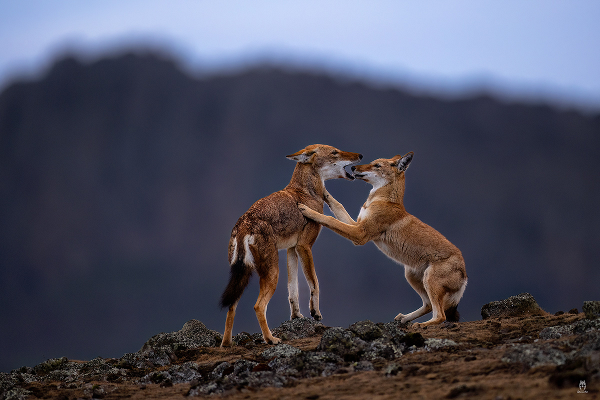 Amit Eshel-Nature-Talks-Photo-Festival-2025-Ethiopian_Wolves2 Foto van twee vissers gemaakt door reisfotograaf Johan Lolos