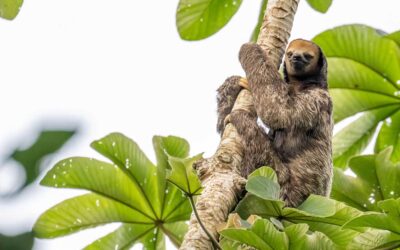 Reisverslag de pure natuur van Suriname