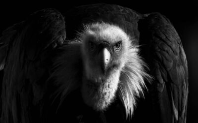 Reisverslag vogelfotografie in Extremadura
