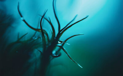 Verslag Art Based Learning traject 2025