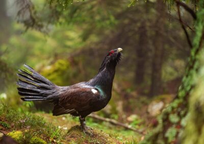 Auerhoen in vechtstand in Slovenië in broedseizoen