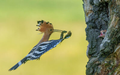 Reisverslag Slovenië in broedseizoen