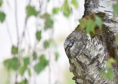 Pimpelmees in berk in Slovenië in broedseizoen