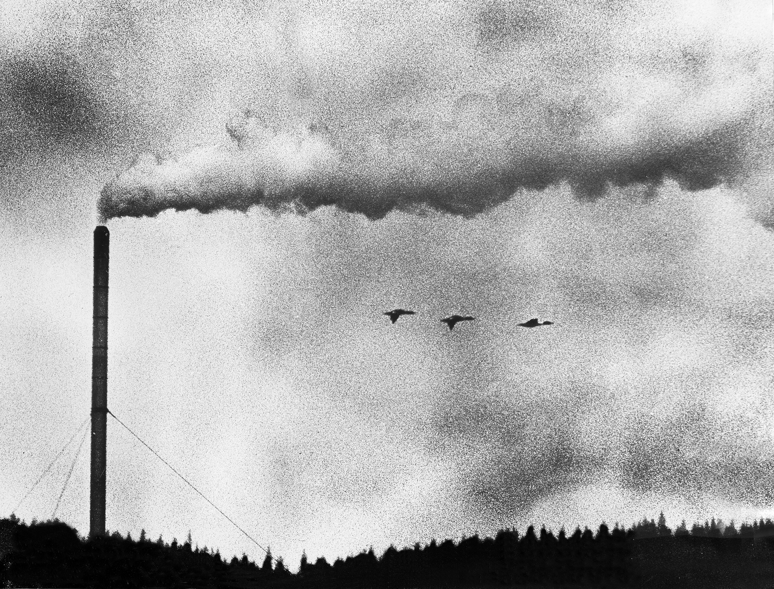 Foto van boom in meer gemaakt door reisfotograaf Johan Lolos