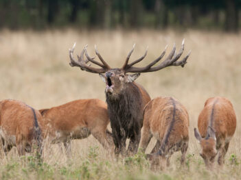 Fotoreis edelhertenbronst in Jægersborg Dyrehave Denemarken